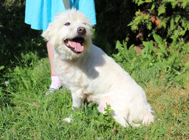 Suka, mała, biała, kudłata (ostrzyżona), 8 lat