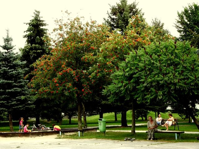 miastnie6