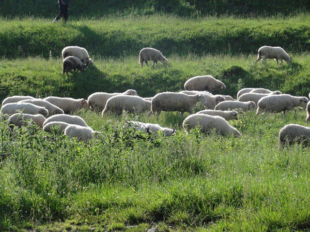 pieniny
