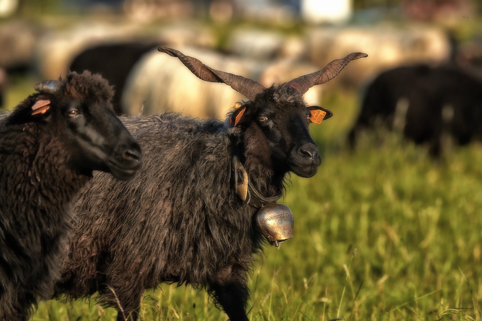 heimdall 58