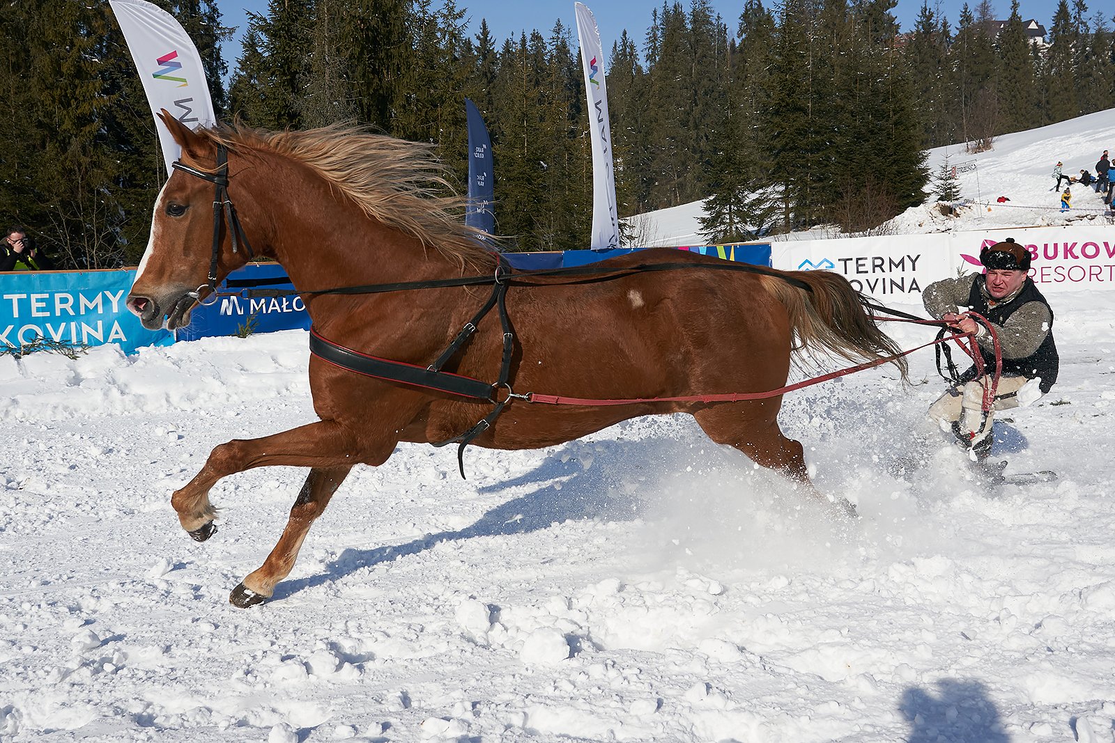 YIP038332020_02_09_kumoterki_bukowina